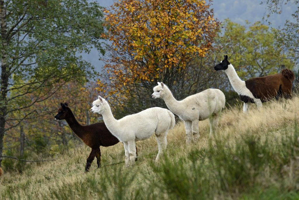 La-montagne-des-lamas-et-alpagas-la-bresse-1