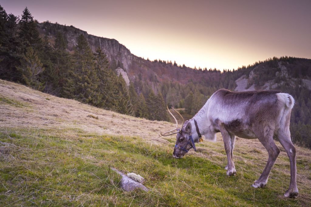 La-ferme-aux-rennes-stosswihr-5 La-ferme-aux-rennes-stosswihr-5