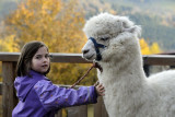 La-montagne-des-lamas-et-alpagas-la-bresse-3