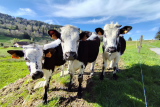 ferme-saichy-la-bresse-2