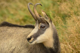 bureau-montagne-des-hautes-vosges-la-bresse-chamois