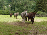 ferme-des-pres-en-bulles-locations-d-anes-sapois-6