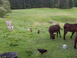 ferme-des-pres-en-bulles-locations-d-anes-sapois-7