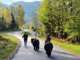 Ferme-pedagogique-complicites-animales-ventron-3