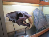 terrae-genesis-musee-le-syndicat-6