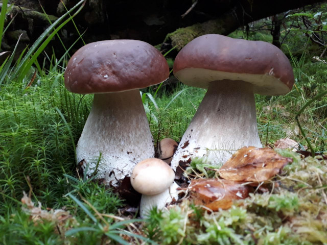 sorties-champignons-ou-ornithologie-gounant-saulxures-sur-moselotte-1