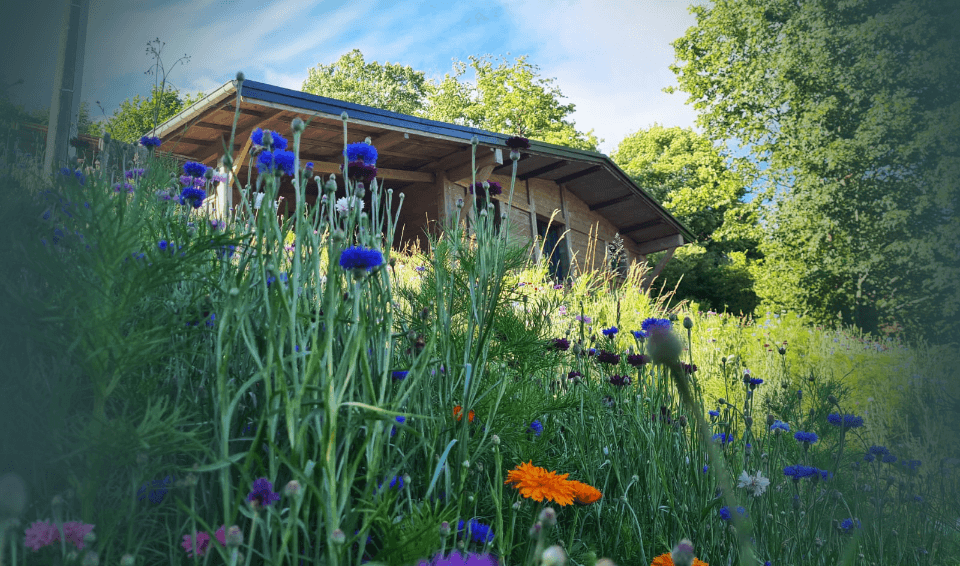 Chalet 4 personnes - L'orée du Phény - La Bresse Hautes Vosges - Sapois Chalet 4 personnes - L'orée du Phény - La Bresse Hautes Vosges - Sapois