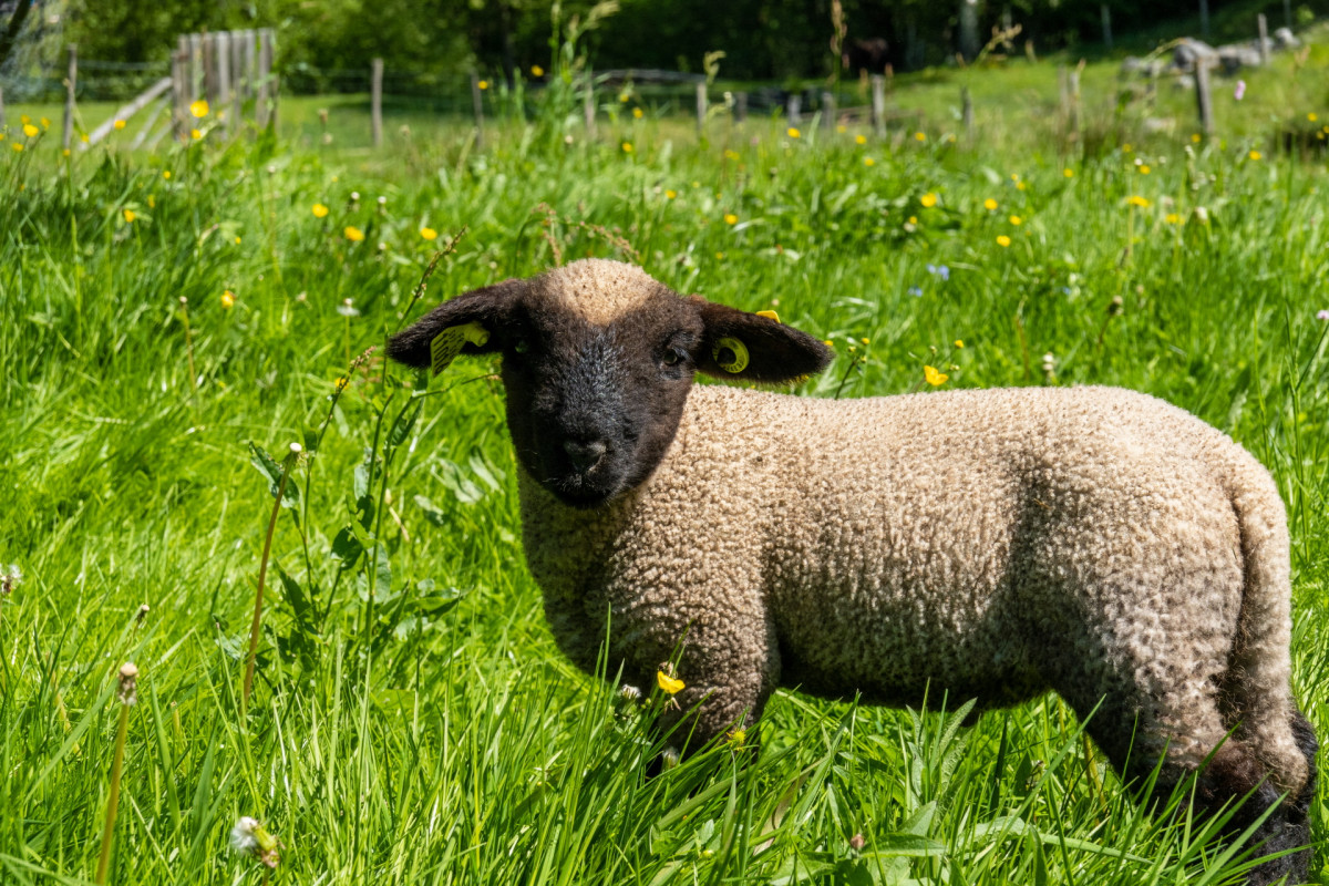 Complicités animales ferme pédagogique - Ventron La Bresse Hautes Vosges - © Gauthier Bervard Complicités animales ferme pédagogique - Ventron La Bresse Hautes Vosges