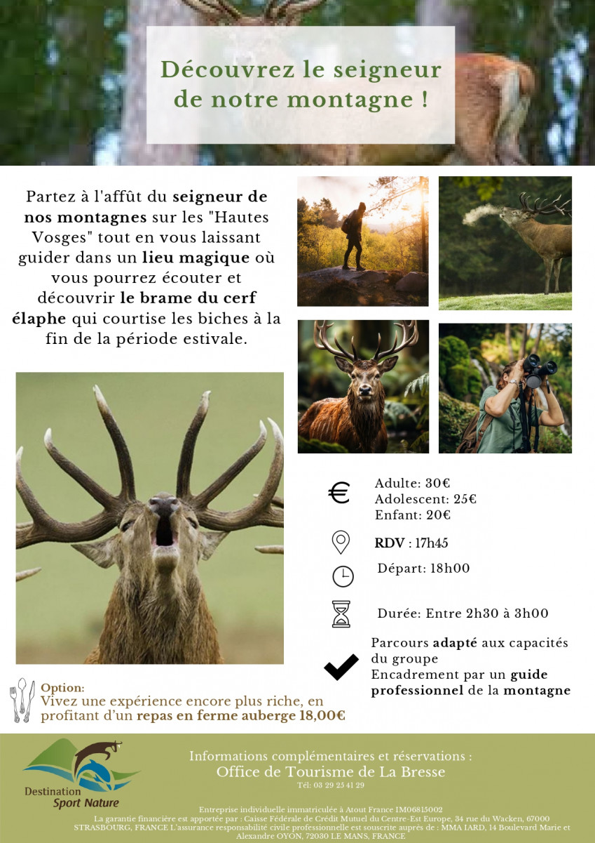 Découverte du brame du cerf - La Bresse hautes Vosges - Destination Sports Nature - Col de la Schlucht Découverte du brame du cerf - La Bresse hautes Vosges - Destination Sports Nature - Col de la Schlucht