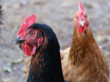 Complicités animales ferme pédagogique - Ventron La Bresse Hautes Vosges Complicités animales ferme pédagogique - Ventron La Bresse Hautes Vosges