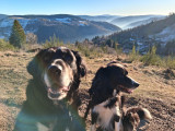 La Bresse Réservation Votre location Chiens et Chats sont les bienvenues