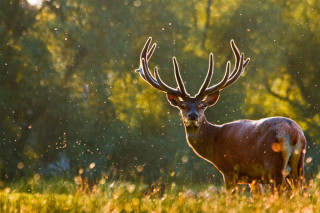 cerf-499207-1-528405-733836