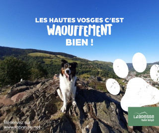 La Bresse Réservation Votre location Chiens et Chats sont les bienvenues