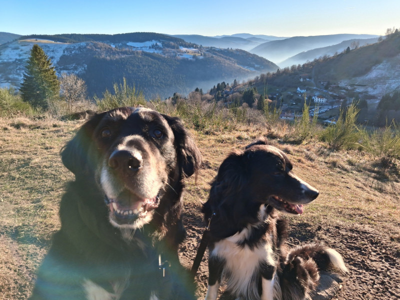 La Bresse Réservation Votre location Chiens et Chats sont les bienvenues La Bresse Réservation Votre location Chiens et Chats sont les bienvenues