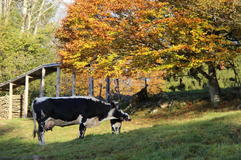 Vache vosgienne sur les hauteurs de saulxures sur moselotte - © M Cunat Vache vosgienne sur les hauteurs de saulxures sur moselotte